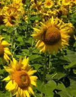 Семена подсолнечника Украинский Ф1