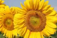 Подсолнечник Пересвет P1 семена