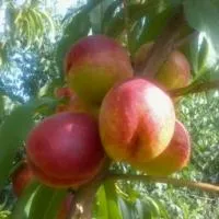 Саженцы нектарина Лола