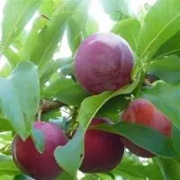 Саженцы алычи Оцарк Премьер