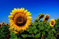 Подсолнечник Альбатрос P1 семена