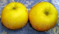 Саджанці яблуні Голд Богемія