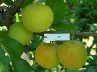 Саженцы алычи Гек