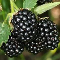 Ежевика бесшипная "Честер"