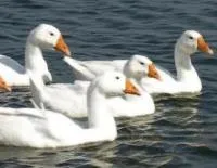 Комбікорм для гусей