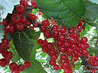 Саженцы смородины красной Львовянка средняя