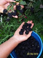 Саженцы ежевики Рубен ремонтантная крупноплодная