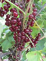Саженцы смородины красной Чародейка поздняя