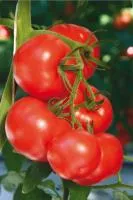 Томат ИВАНОВЕЦ F1 (500 семян) Гавриш