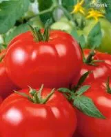 Томат МАНЫЧ F1 (1000 семян) Гавриш