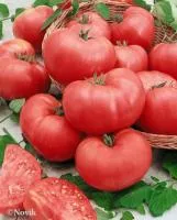 Томат РОЗМАКС F1 (100 семян) Гавриш