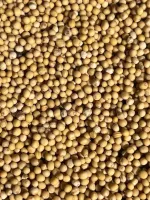 Горчица белая