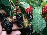 Саджанці ожини Карака Блек